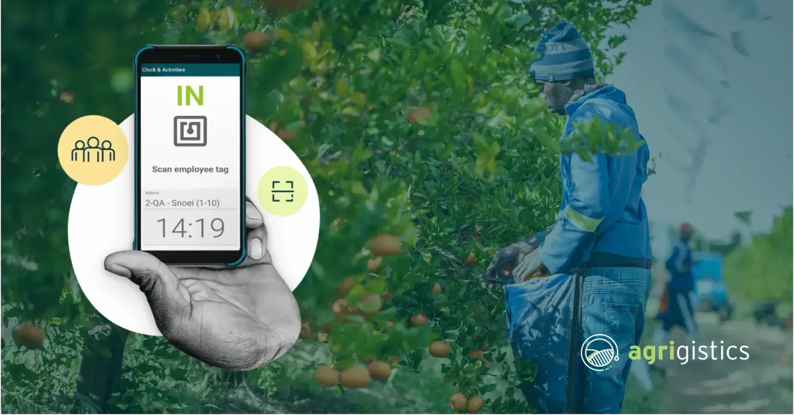 Farm worker harvesting fruit with AllWage clocking device UI overlay for scanning employee tag and recording time