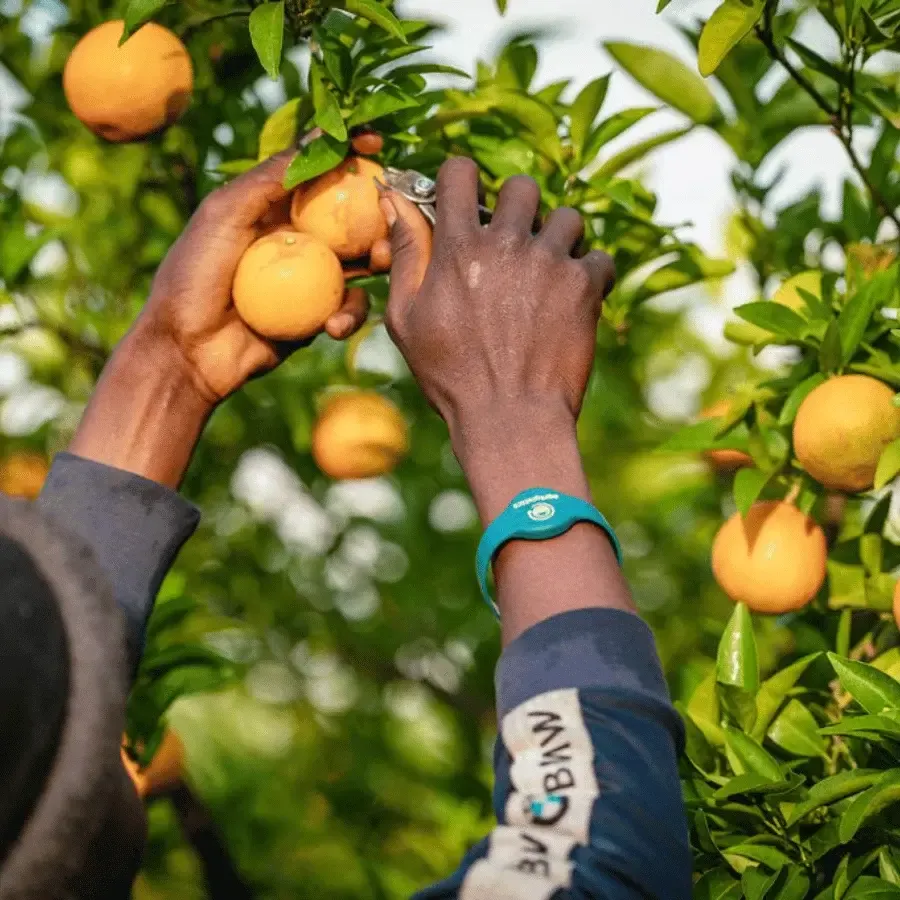 Farm worker harvesting oranges while wearing an AllWage RFID wristband for clocking and labour tracking