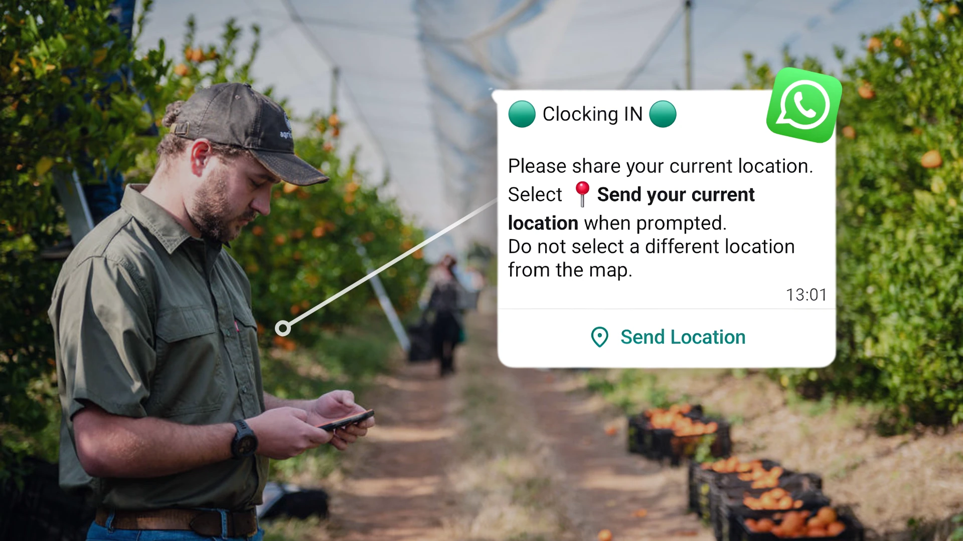 Farm worker in an orchard using a phone with a WhatsApp clocking location prompt overlay for AllWage clock-in.